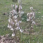 I Tre Vitigni Moscato * Trinità dʼAgultu