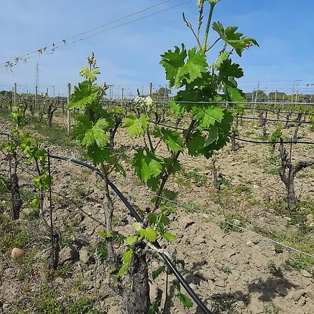 I Tre Vitigni Moscato *