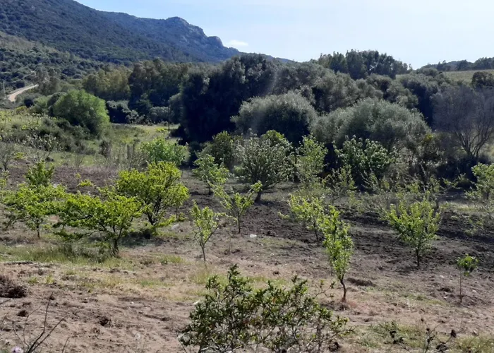 I Tre Vitigni Moscato Trinità dʼAgultu
