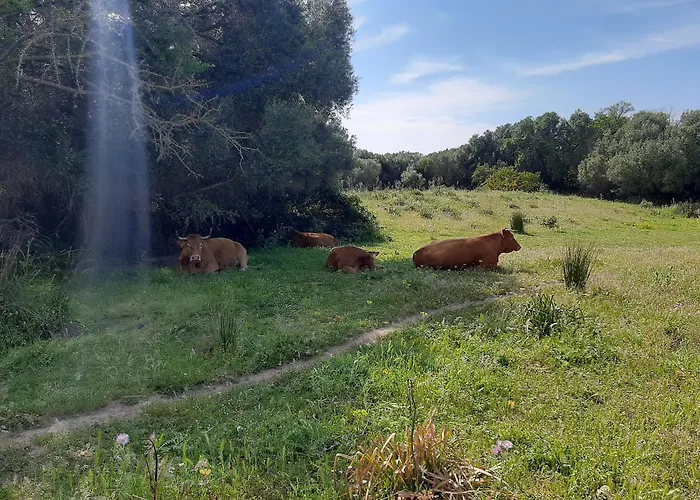 Daire I Tre Vitigni Moscato