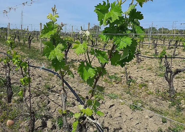 I Tre Vitigni Moscato *