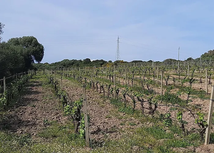 Daire I Tre Vitigni Moscato