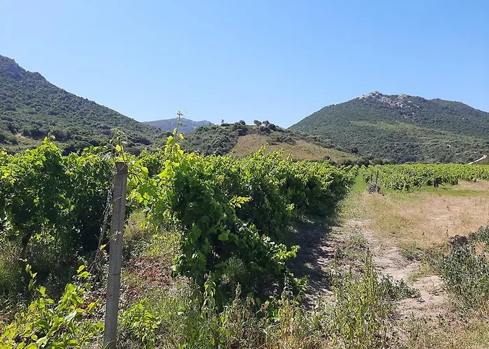 I Tre Vitigni Moscato * Trinità dʼAgultu
